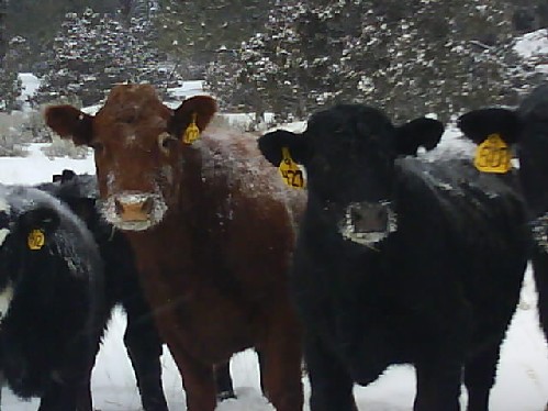 107 Frosty Faced Cattle 13th Dec.jpg